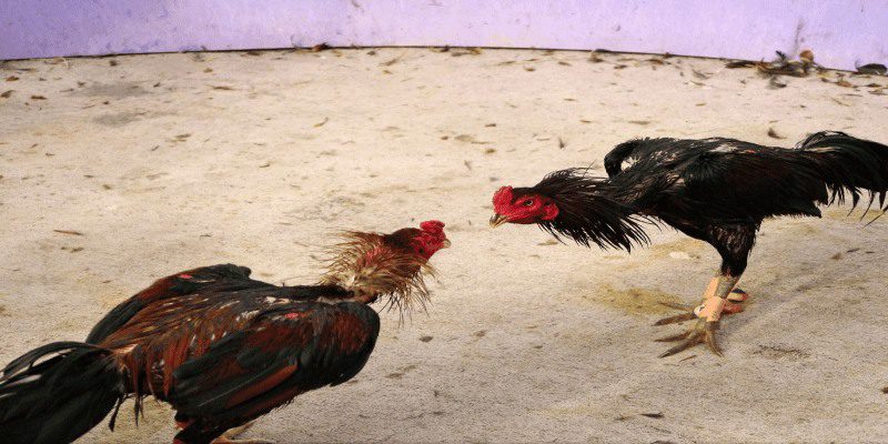 Quần sương mang tính thép cao giúp làm săn chắc cơ bắp cho chiến kê