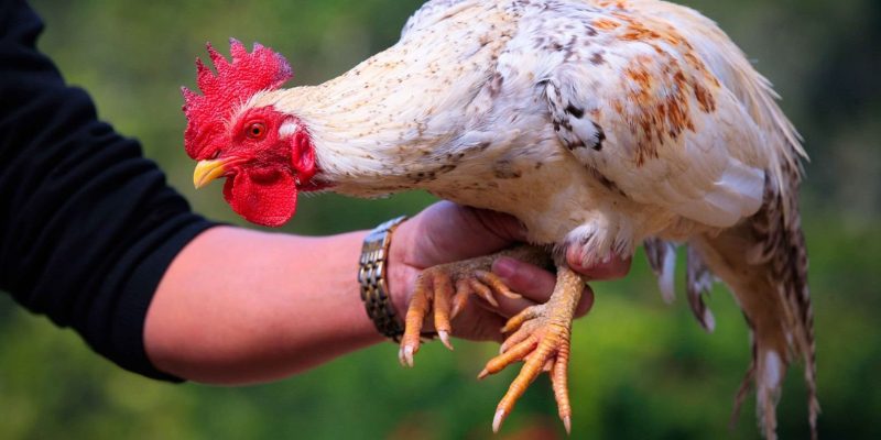 Lai sức mạnh có nhiều lợi ích vượt trội so với phương pháp khác