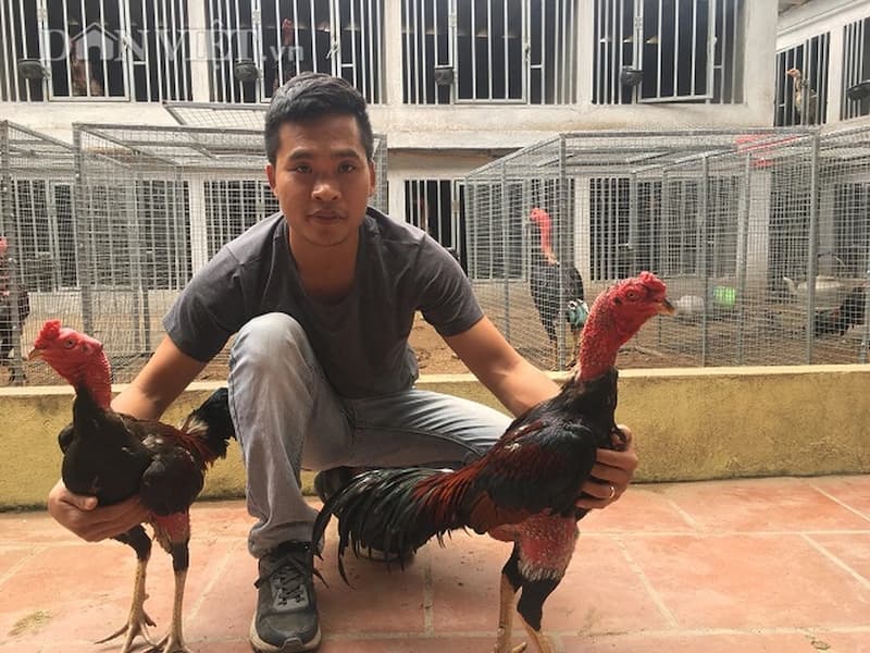 Cường độ tập luyện chiến kê ở giai đoạn 2 sẽ được tăng lên