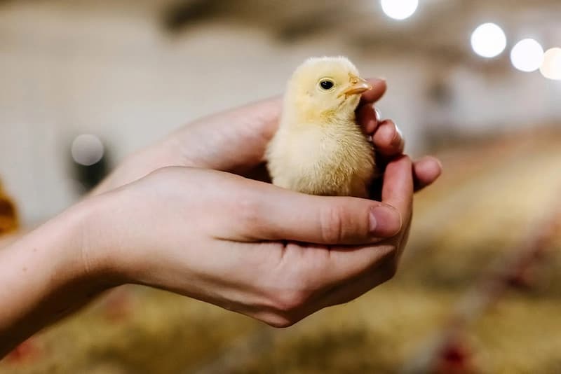 Quá trình chăm sóc gà con đúng kỹ thuật cực kỳ quan trọng