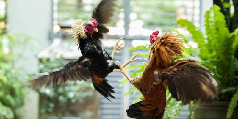 Lai cận huyết để bảo tồn nguồn gen quý nhưng tiềm ẩn rủi ro