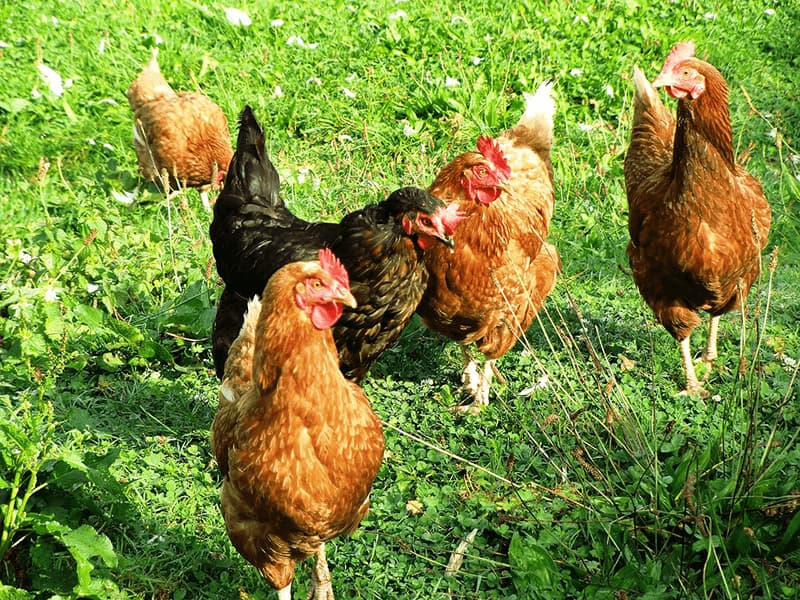 Bạn cần áp dụng ngay bài tập nhẹ nhàng cho gà con từ 3-8 tháng tuổi