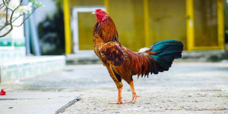 Đi hơi là chiến thuật luyện truyền thống đặt nền móng cho toàn bộ quá trình huấn luyện
