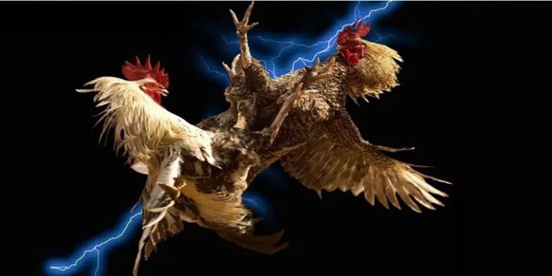 Lai tạo là một phần cốt lõi của việc làm chủ được huyết thống