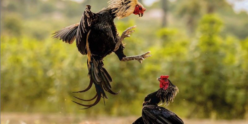 Bí mật lai tạo thông minh trong chọi gà tạo ra những chiến kê xuất sắc