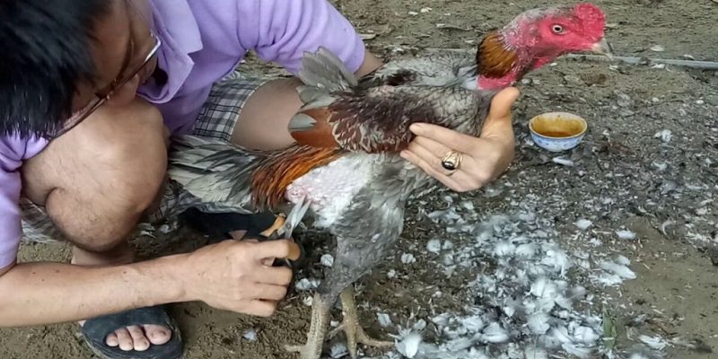 Cách chăm sóc gà đá