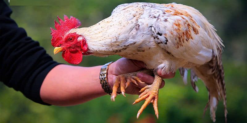 Chuyên mục cung cấp kiến thức về gà đá