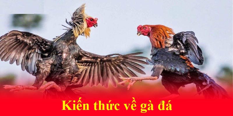 Kiến thức về gà đá - Bí quyết chiến thắng mọi trận chọi gà