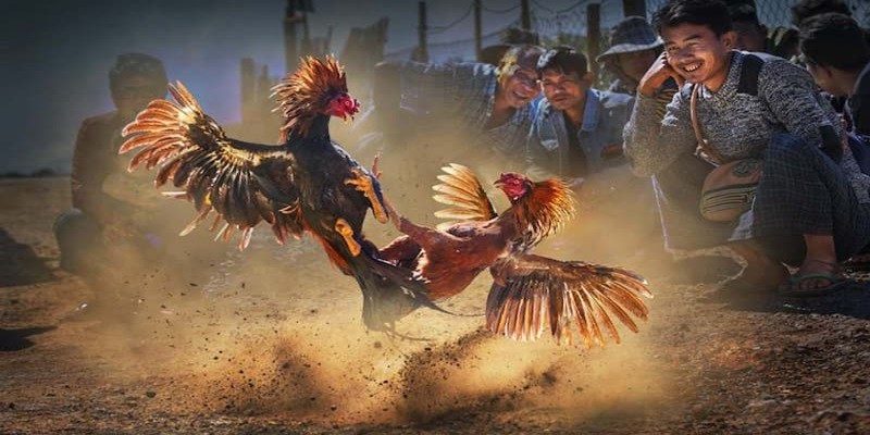 Nắm kiến thức về đá gà tham gia trò chơi hiệu quả 